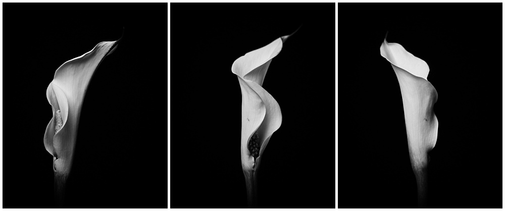three profiles of a calla lily in black and white