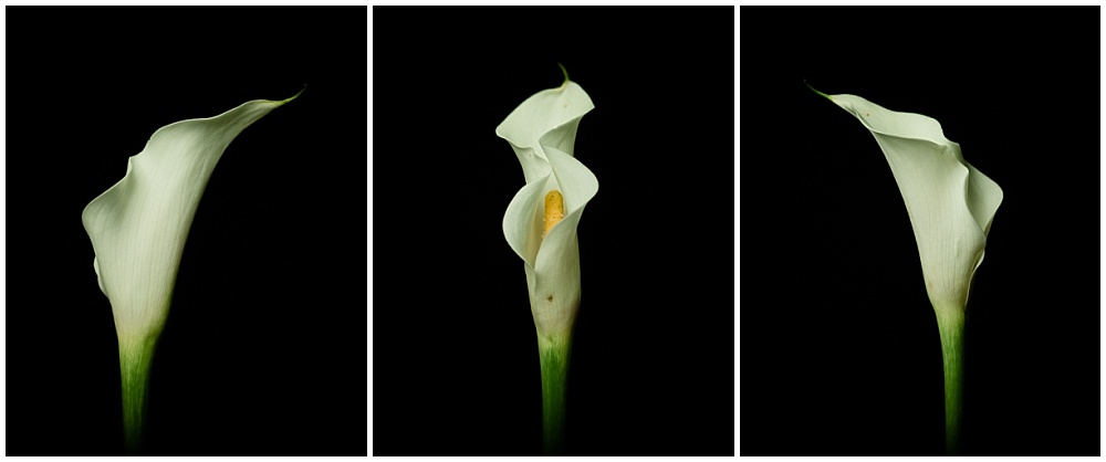 curves of a calla lily