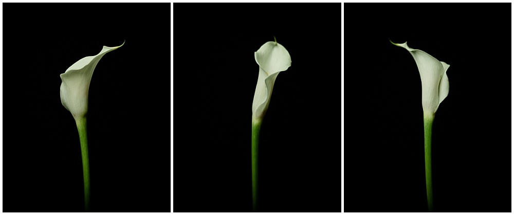 profiles of a leaning calla lily
