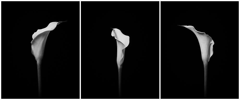 graceful calla lily study in black and white