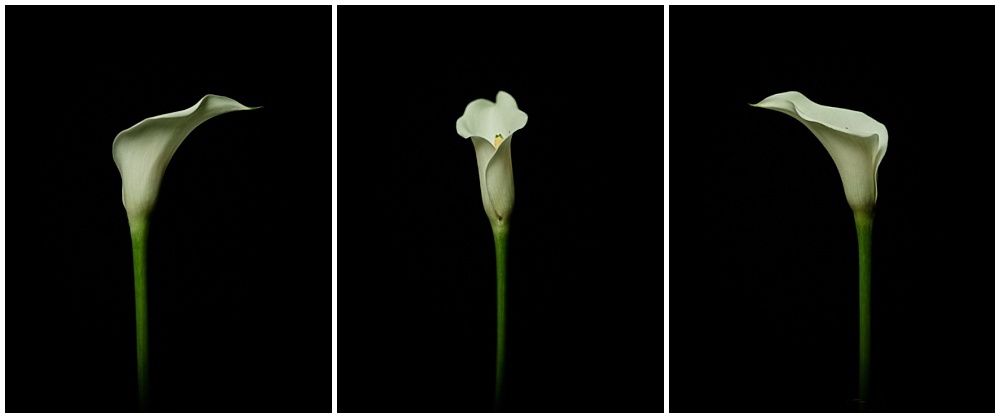 calla lily study number 6