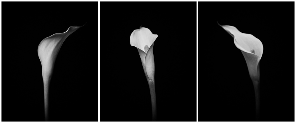 black and white study of a calla lily